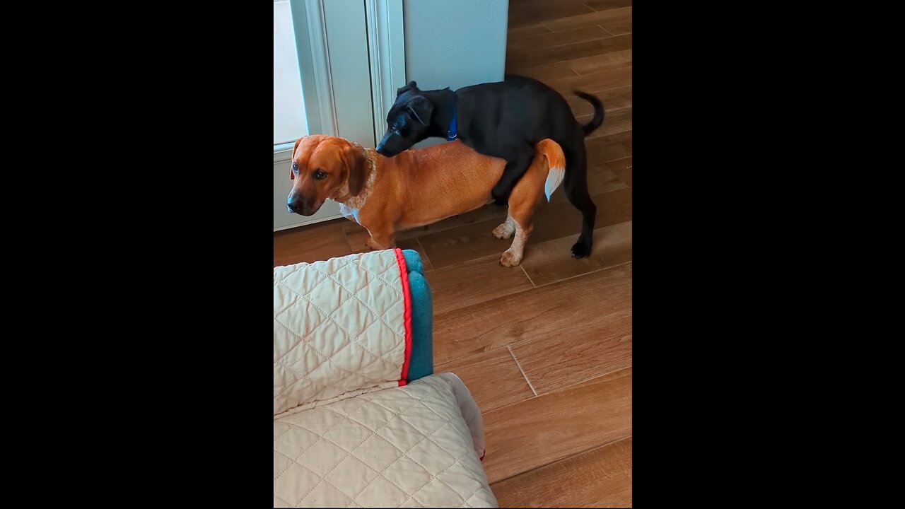 Dogs like Humping