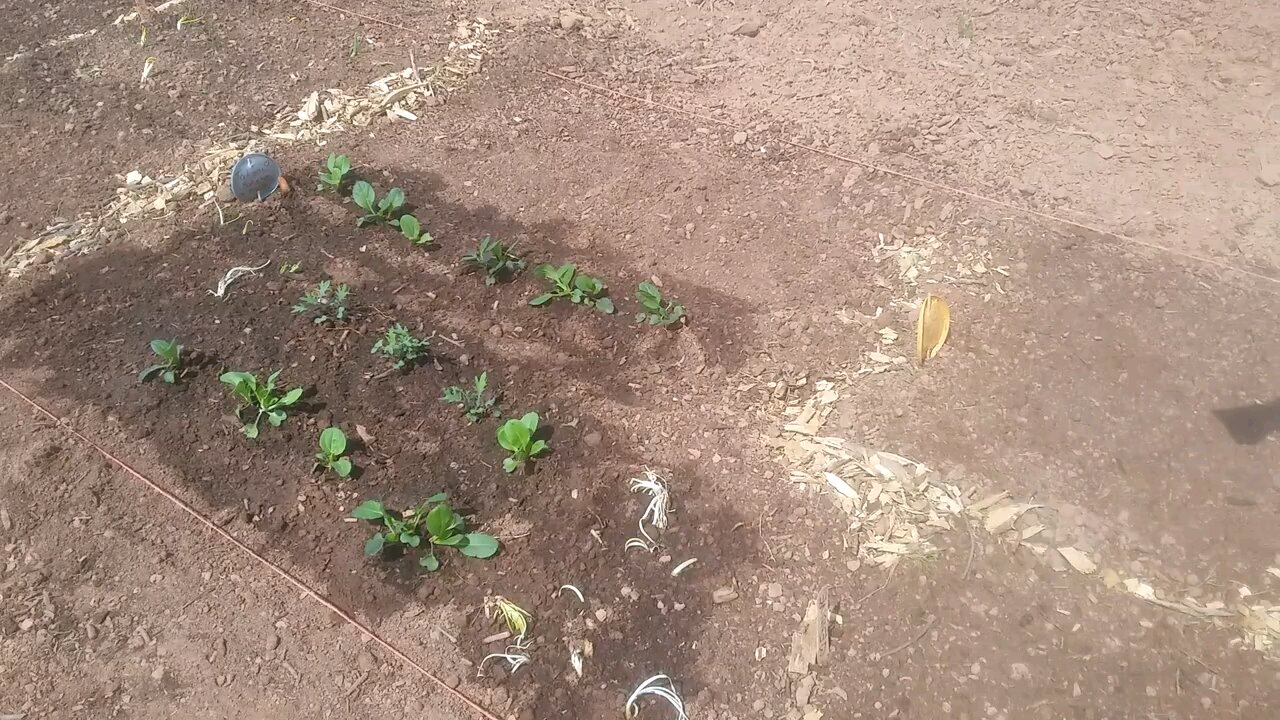 Wild Urban Gardens 2021 - Transplanting from Big Greenhouse to Community Garden Plot