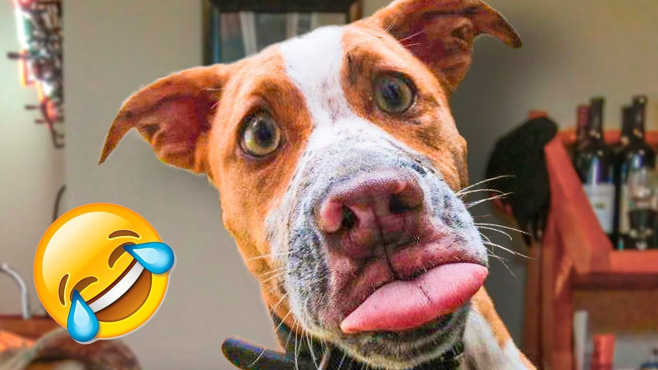 Funniest Cats And Dogs Videos 😁 - Best Funny Animal Videos 2023 😅 #8