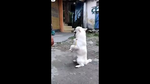 Dog Funny Video 🤣🤣🤣