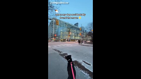 dog wants the moon