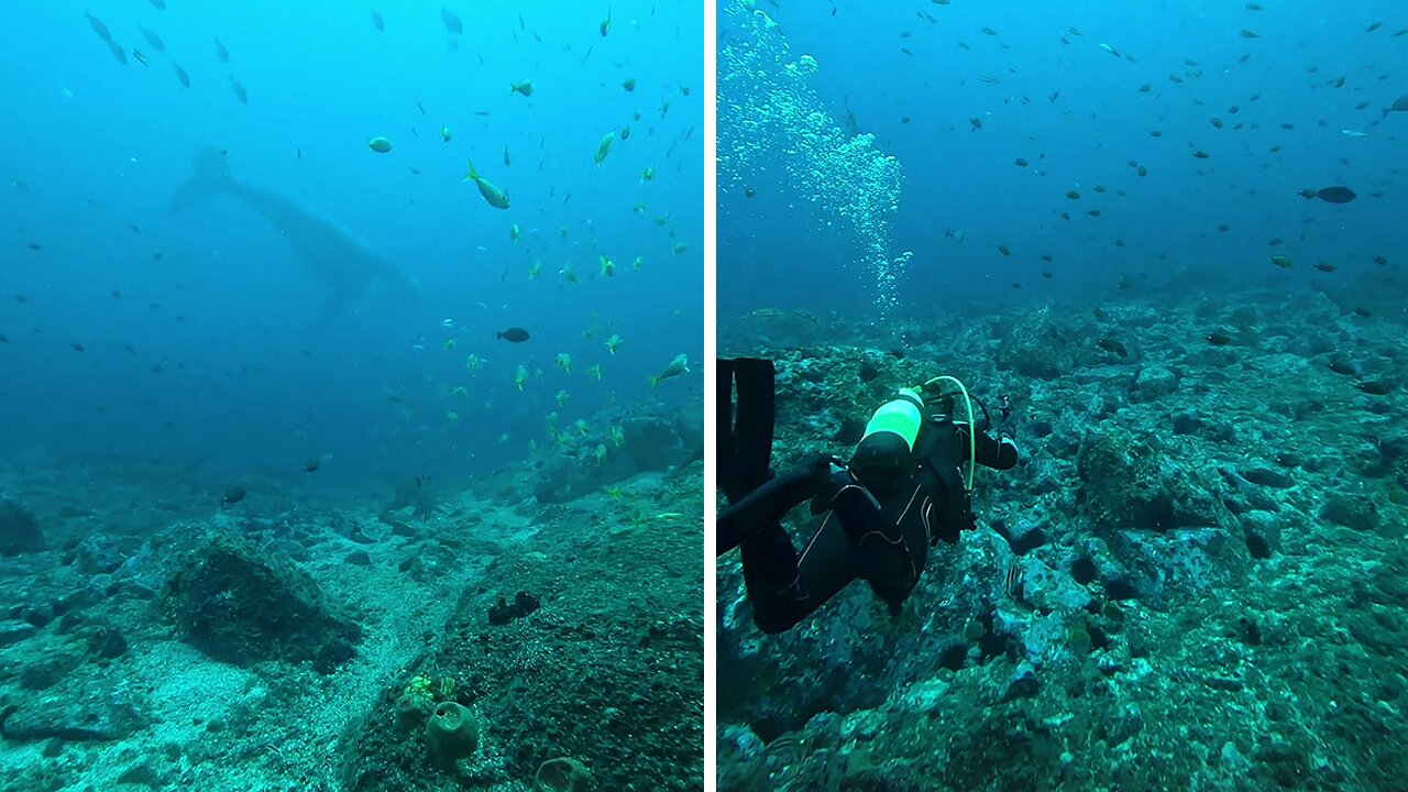 Scuba divers get extremely excited about humpback whales