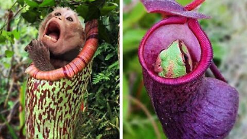 Plants That EAT Animals