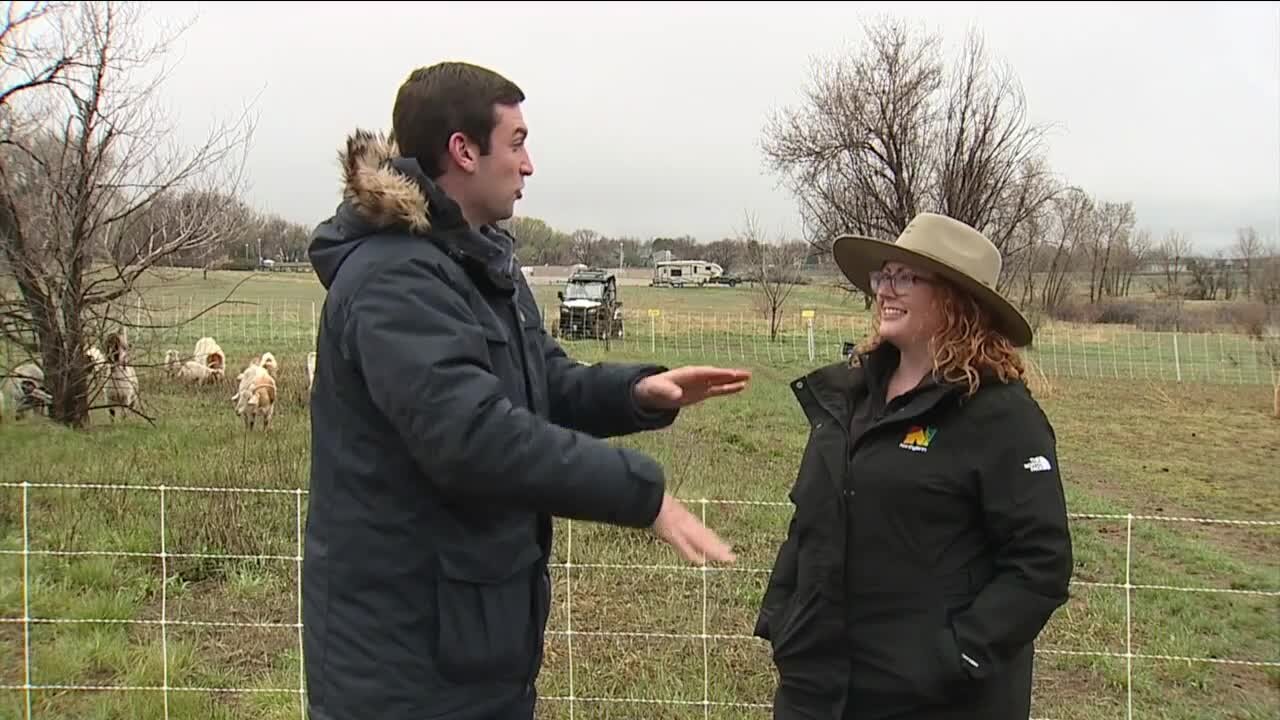 Northglenn turns to army of goats to help with noxious weed problem at Oscar Arnold Nature Area