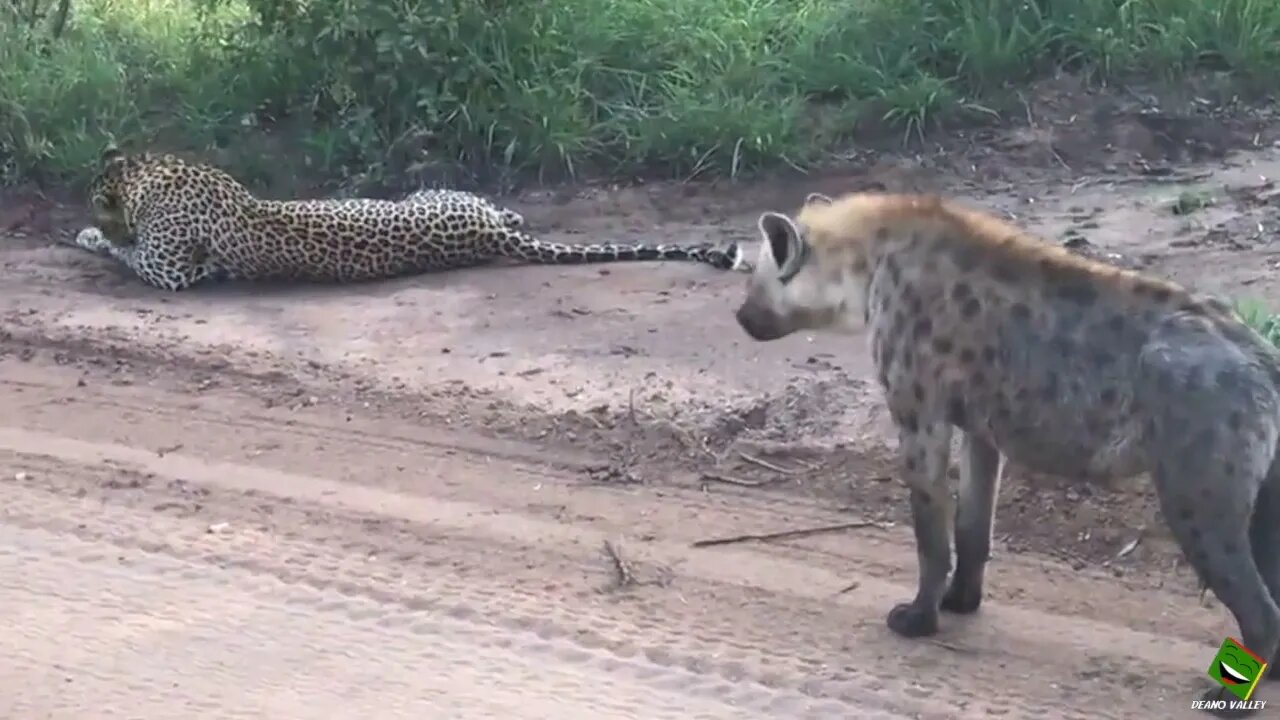 Welsh Hyena scares Leopard singing cold outside