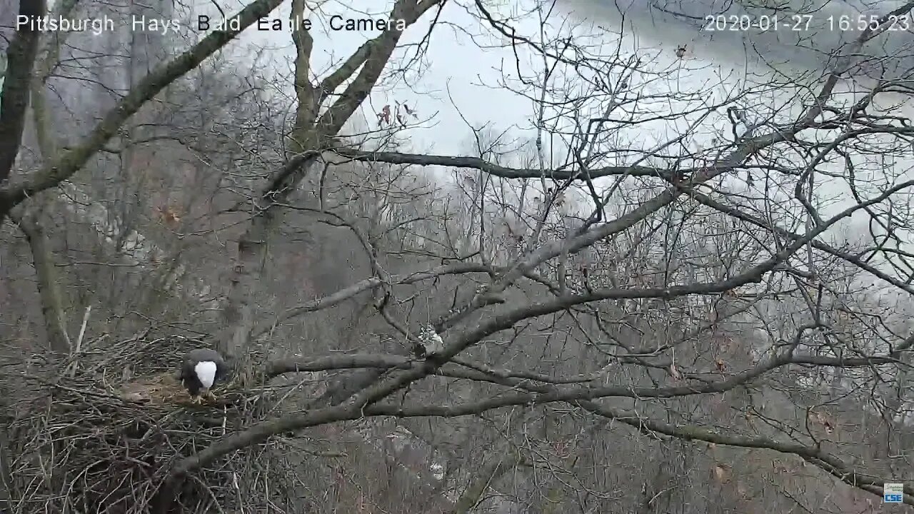 Hays Eagles Dad Spots Squirrel 1 27 1654