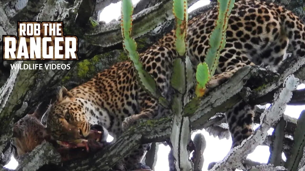 Leopard And Cub With A Gazelle Meal | Maasai Mara Safari | Zebra Plains