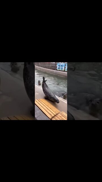 Dolphin time #shorts #subscribe #status #viral #trending #like #love