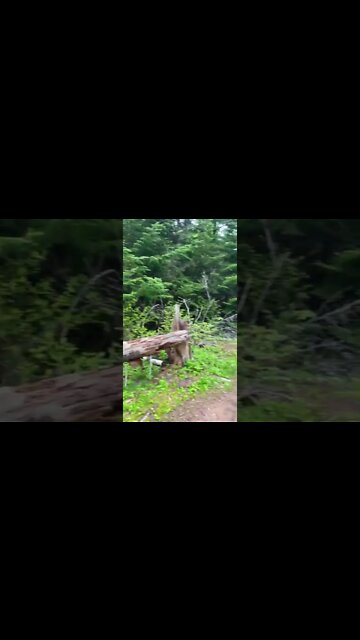 Biking trails in a forest