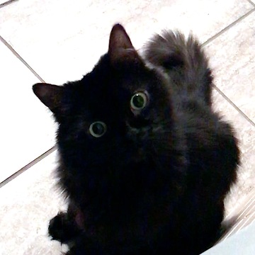 Cat's Eyes Hilariously Light Up When Owner Says Magic Word