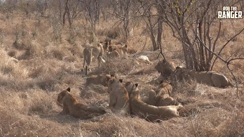 Massive Lion Pride Cleaning Up After A Meal