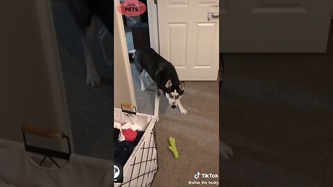 Funny Husky Dog | Try not to LAUGH
