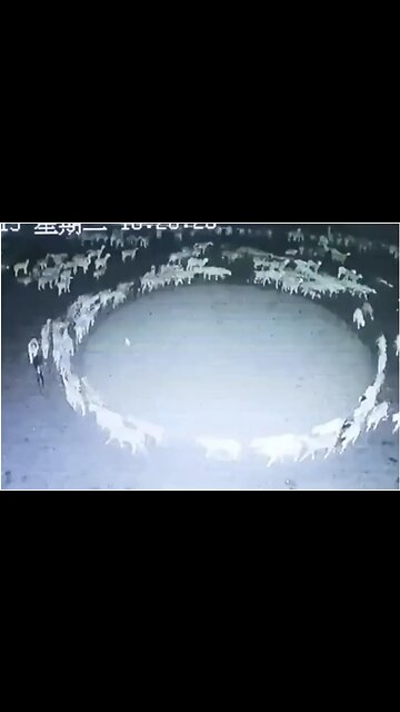 Sheep injected with CoV-ID technology are controllable; humans next