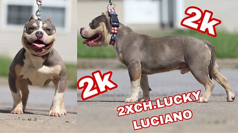 American bully pocket abkc chasing flag pole