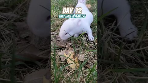 Baby Rabbits first 30 days! #viral #share #like #fallow #babyanimals #fluffy #subscribe #homestead