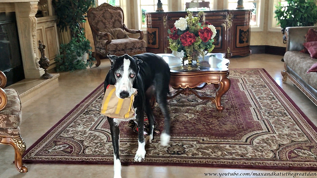 Happy Great Dane Loves to Carry McDonald's Bag