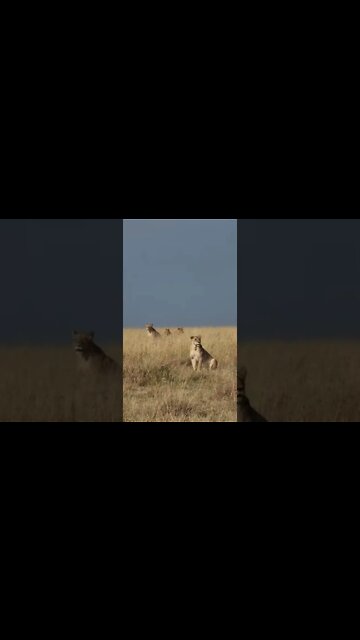 Wildlife Sightings Today 12/08/22 (Lions, Hyena, etc) | Lalashe Maasai Mara | #shorts