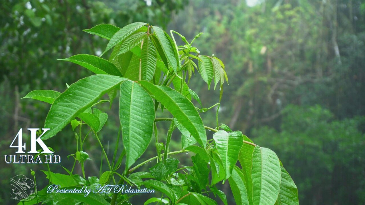 4K || Soothing music with soft raining || Healing Melody || Beautiful day