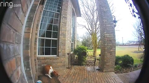 Funny dogs using a ring cam