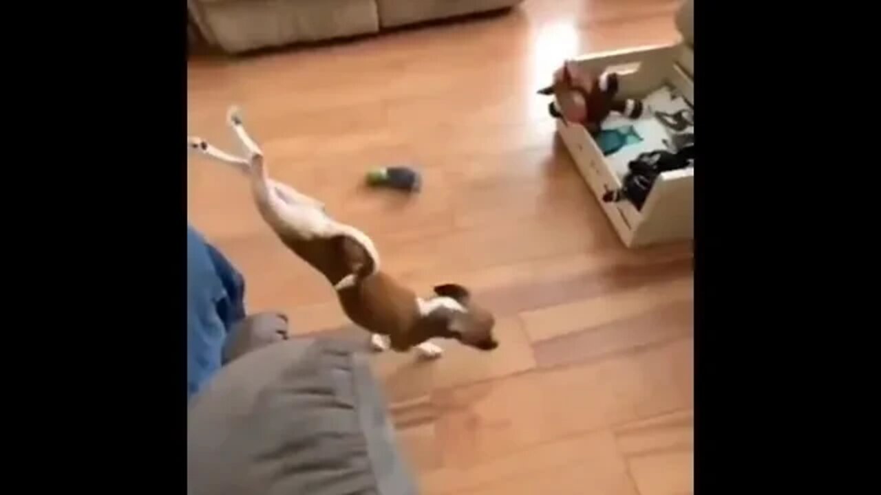 What the.. ?! #dog #funny #shorts #shortsvideo #fyp #fy