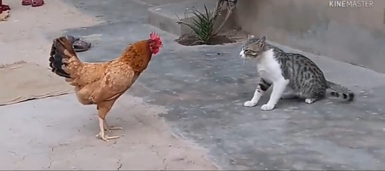 Cat and Chicken Hen Fight In the home very dangers fight