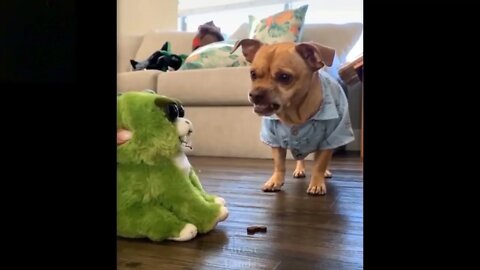 Funny Dog Video | Dog playing with Toy.