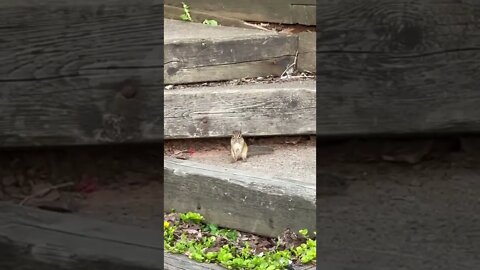 Chipmunk staring at me