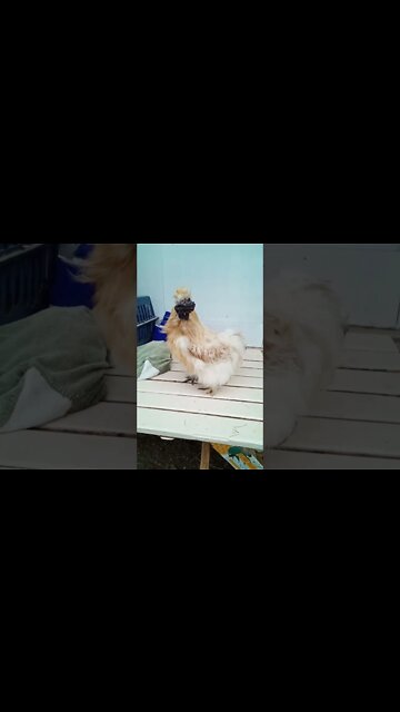 This is Cinnamon my buff Pyle Silkie Rooster