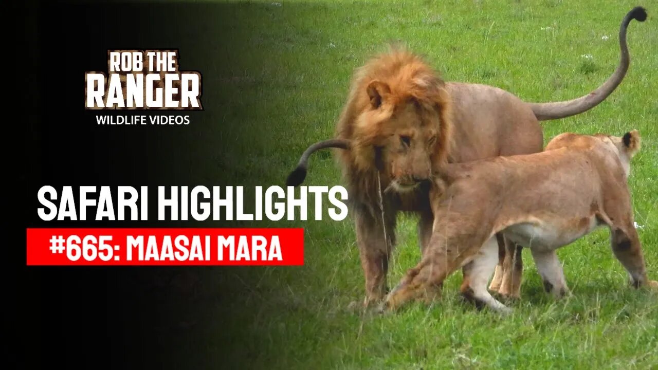 Safari Highlights #665: 01 & 02 February 2022 | Maasai Mara/Zebra Plains | Latest Wildlife Sightings