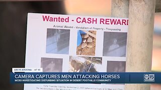 Camera captures men throwing rocks at, punching corralled horses