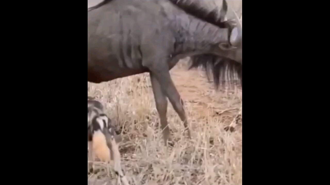 Wild Dogs Attacks Wildebeest