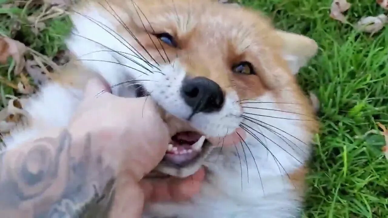 Red foxes are known to make a number of interaction calls