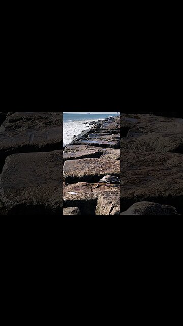 Big Seagull eating big Shads fish!