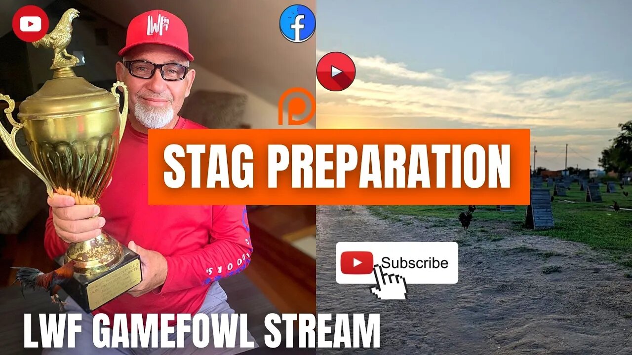 GAMEFOWL GAMEFARM STAG PREPARATION / LWF GAMEFOWL STREAM