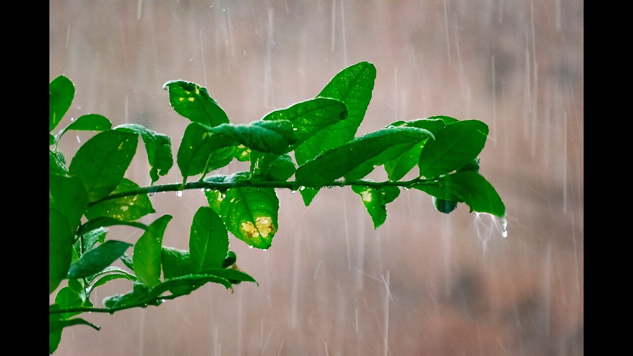 REFRESHING RAIN 2: Clear your thoughts as you soak in the sounds of a rainstorm from afar