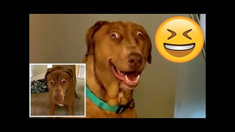 Funny Animals Video Best Dogs😹 and Cats🐶_ Fanny Animals