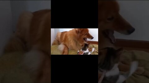 😊Cut funy video 2022 😺