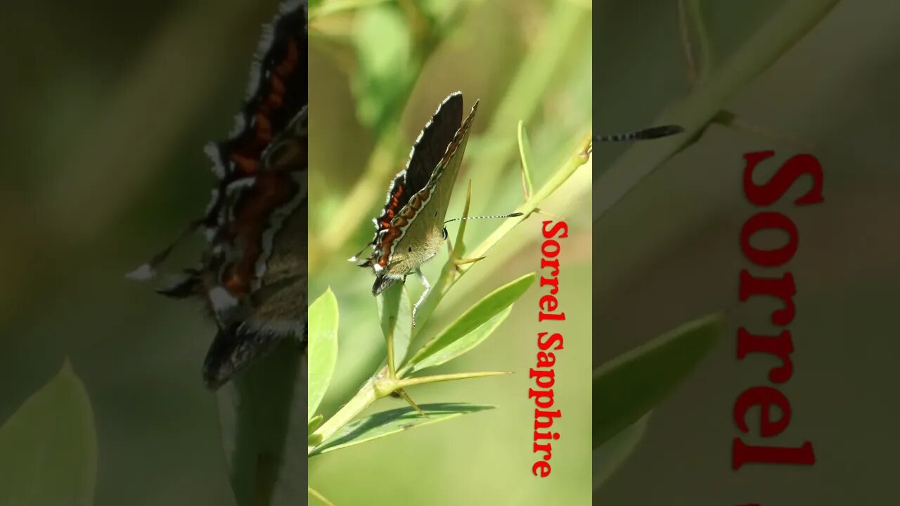 Butterfly #beautiful 🦋 #Colourful #Nature #Wildlife #Beauty #Flies #Sapphire #youtubeshorts