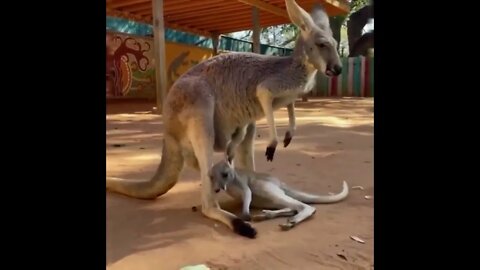 🤦‍♂️😏😂🦘