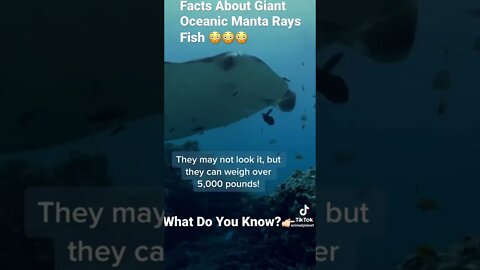 Facts About Giant Oceanic Manta Rays Fish 😳😳😳#shorts - @animalplanet on TikTok