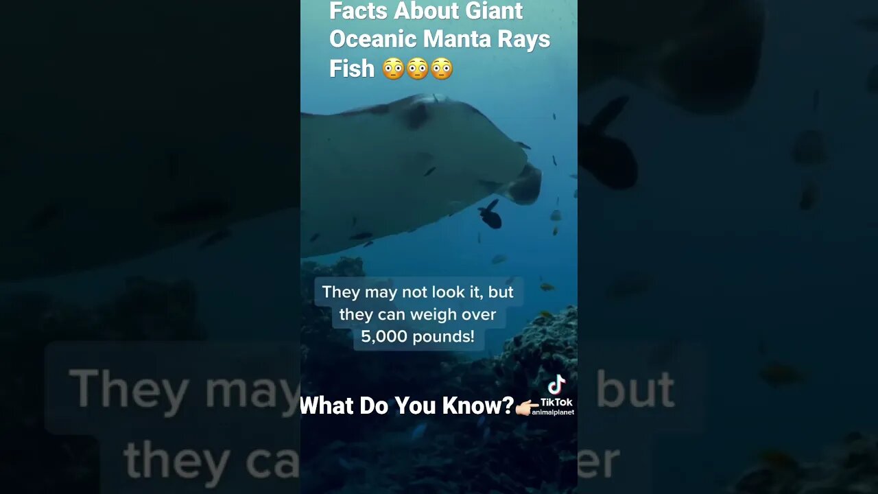 Facts About Giant Oceanic Manta Rays Fish 😳😳😳#shorts - @animalplanet on TikTok