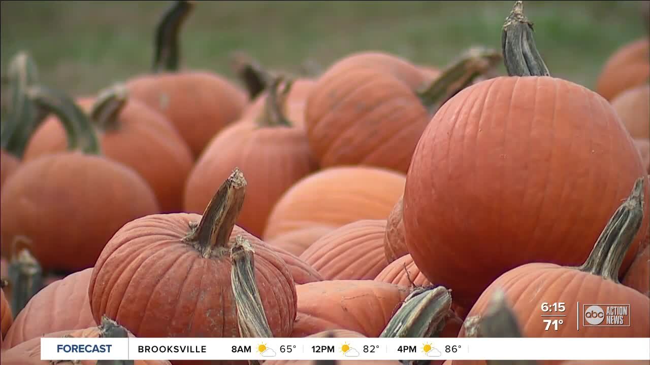 Tricks to keep kids safe and out of the hospital this Halloween