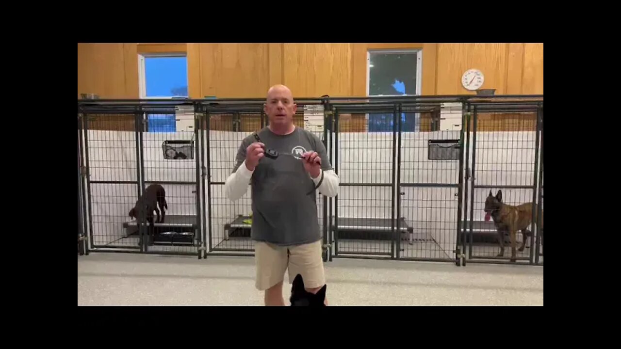 Dog Training and Equipment Basics. Never overlook the basics.