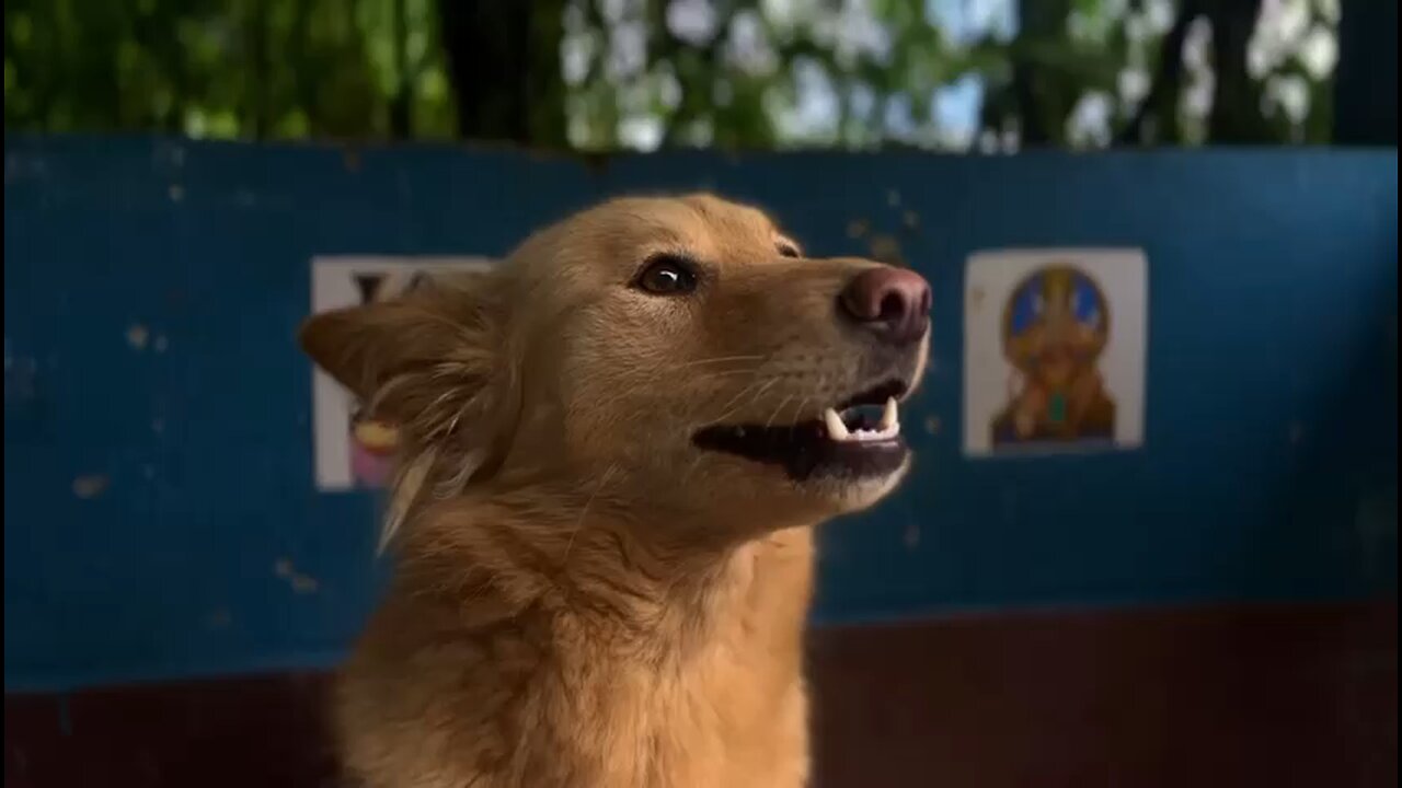 Helo
