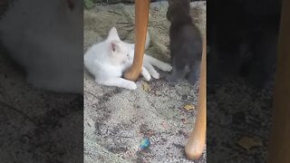 Cute Kittens Playing