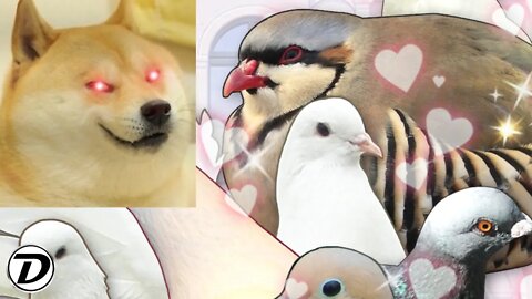 Duke Plays Hatoful Boyfriend