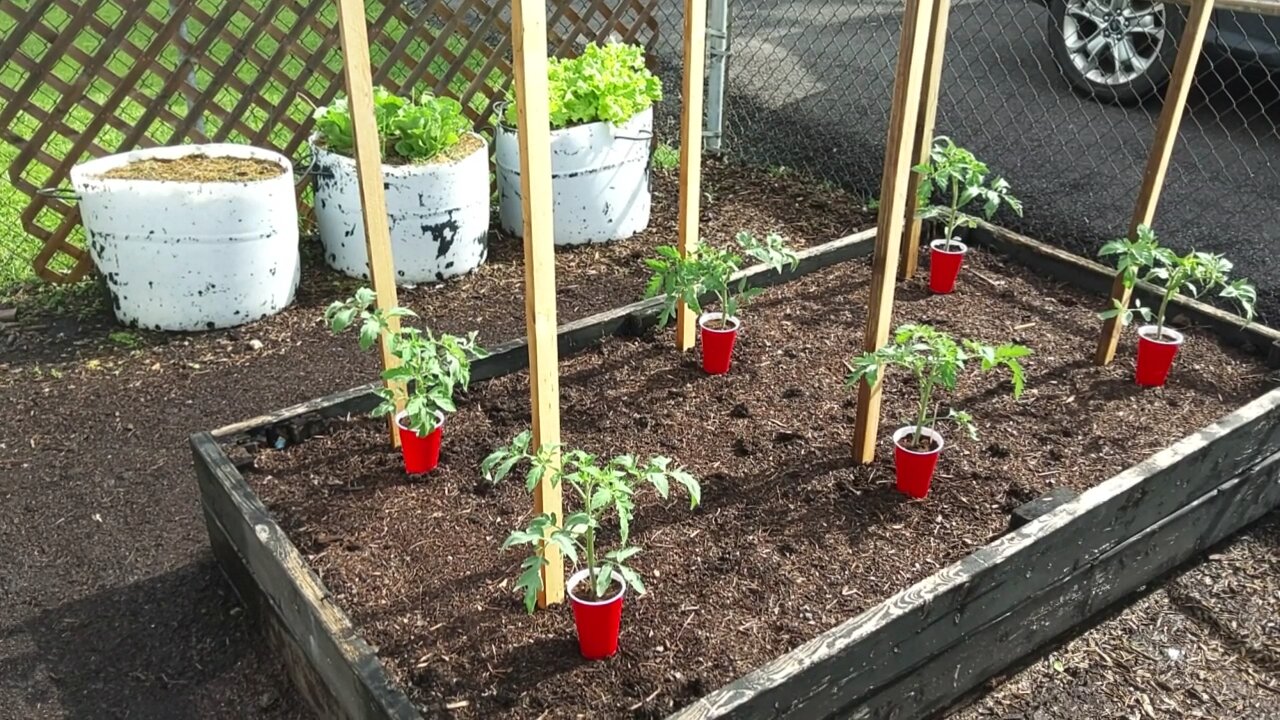 Planting our Hoss Tomato Plants 5/7/23