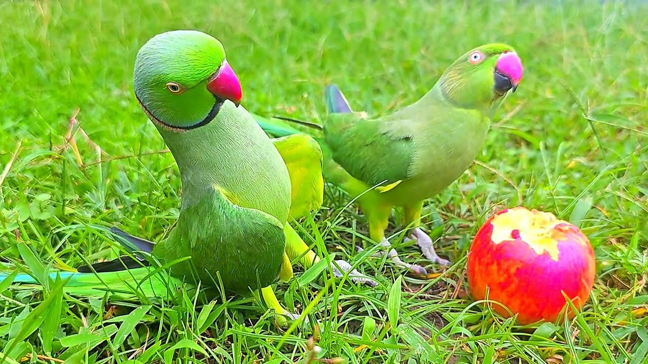 Super Cute and Funny Parrot Talking Video