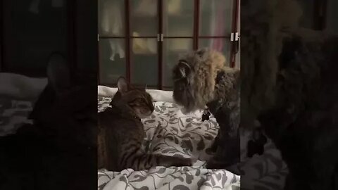 Exotic Longhair Bathes Bengal Cat