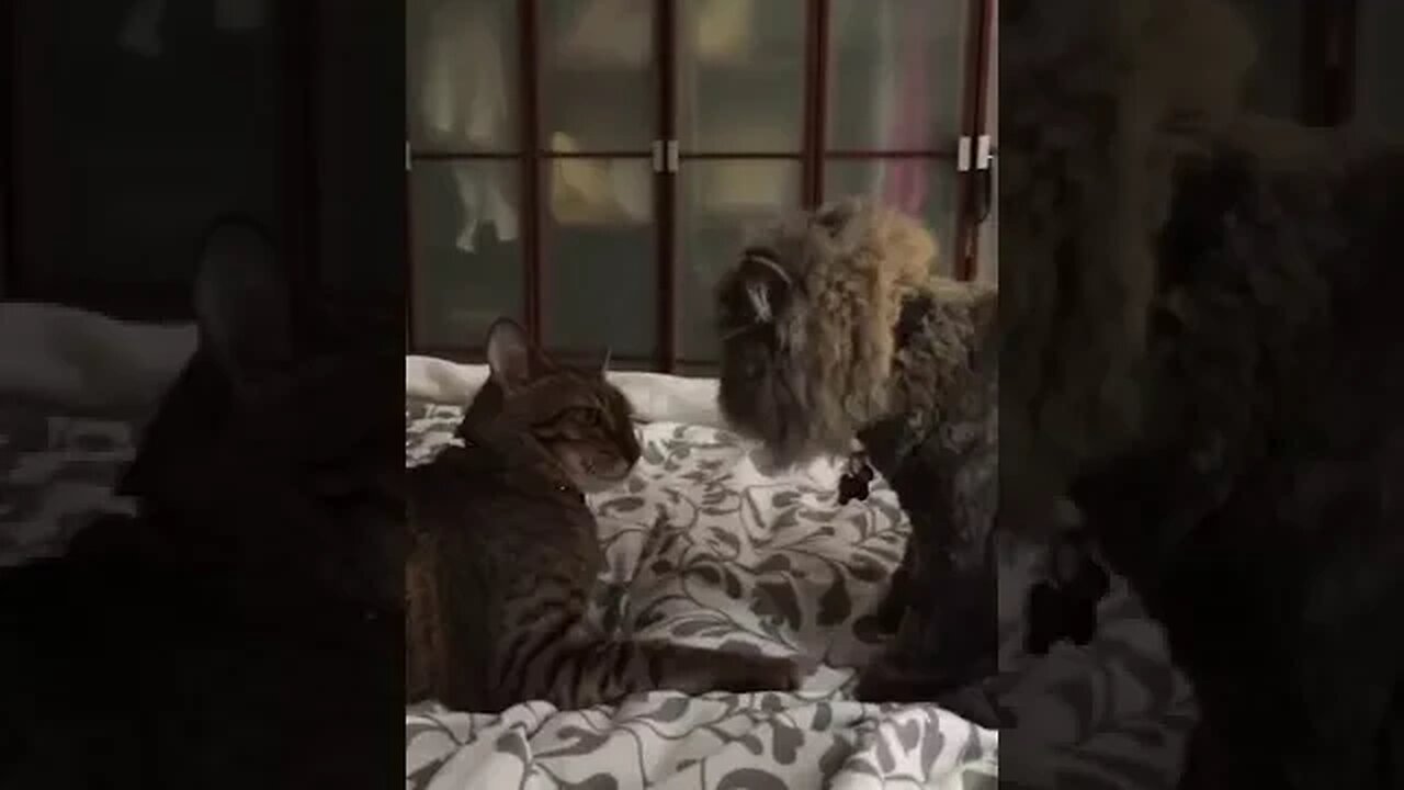 Exotic Longhair Bathes Bengal Cat